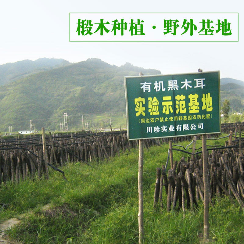 【四川】川珍青川有机黑木耳200g