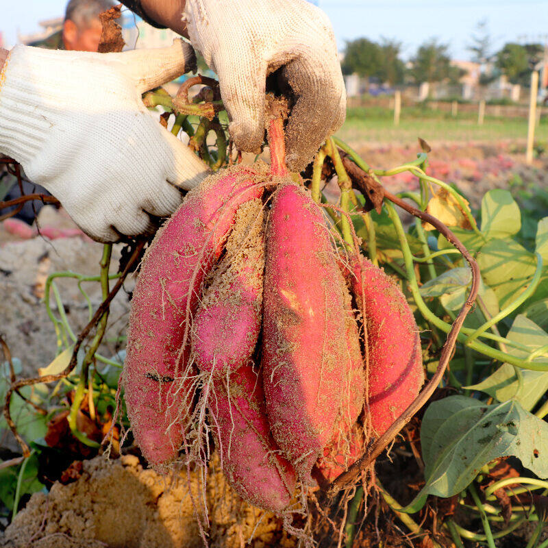 誉福园 福建六鳌地瓜5斤装