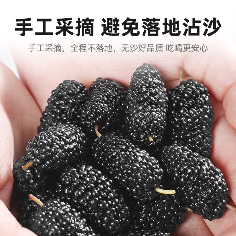 杞里香精选无沙黑桑葚子干500g